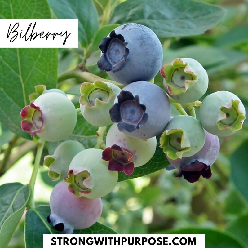 Bilberry - 5 Natural Remedies to Improve Your Eye Health - Strong with Purpose