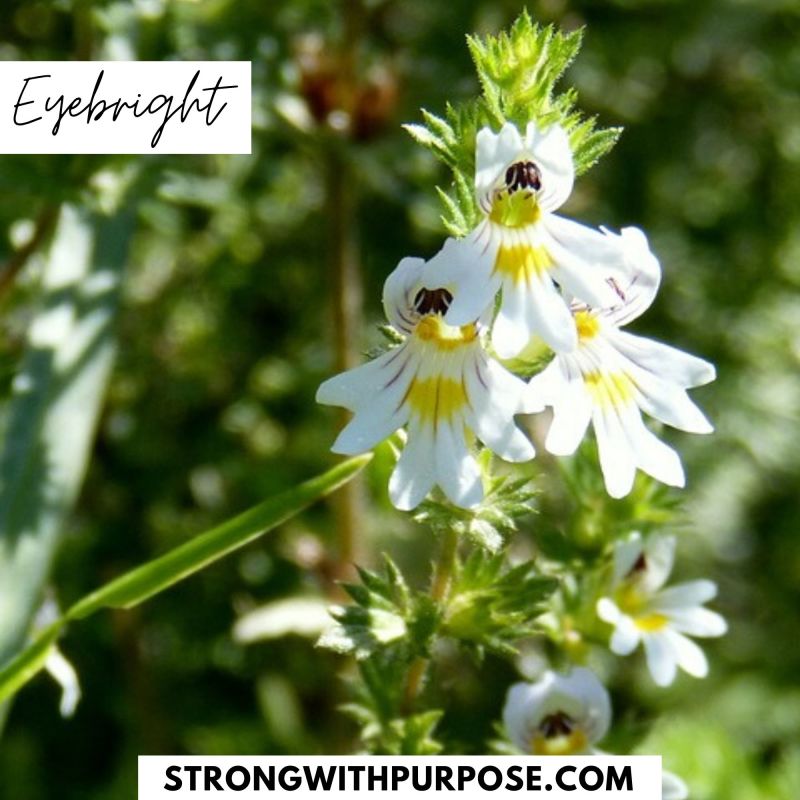 Eyebright - 5 Natural Remedies to Improve Your Eye Health - Strong with Purpose